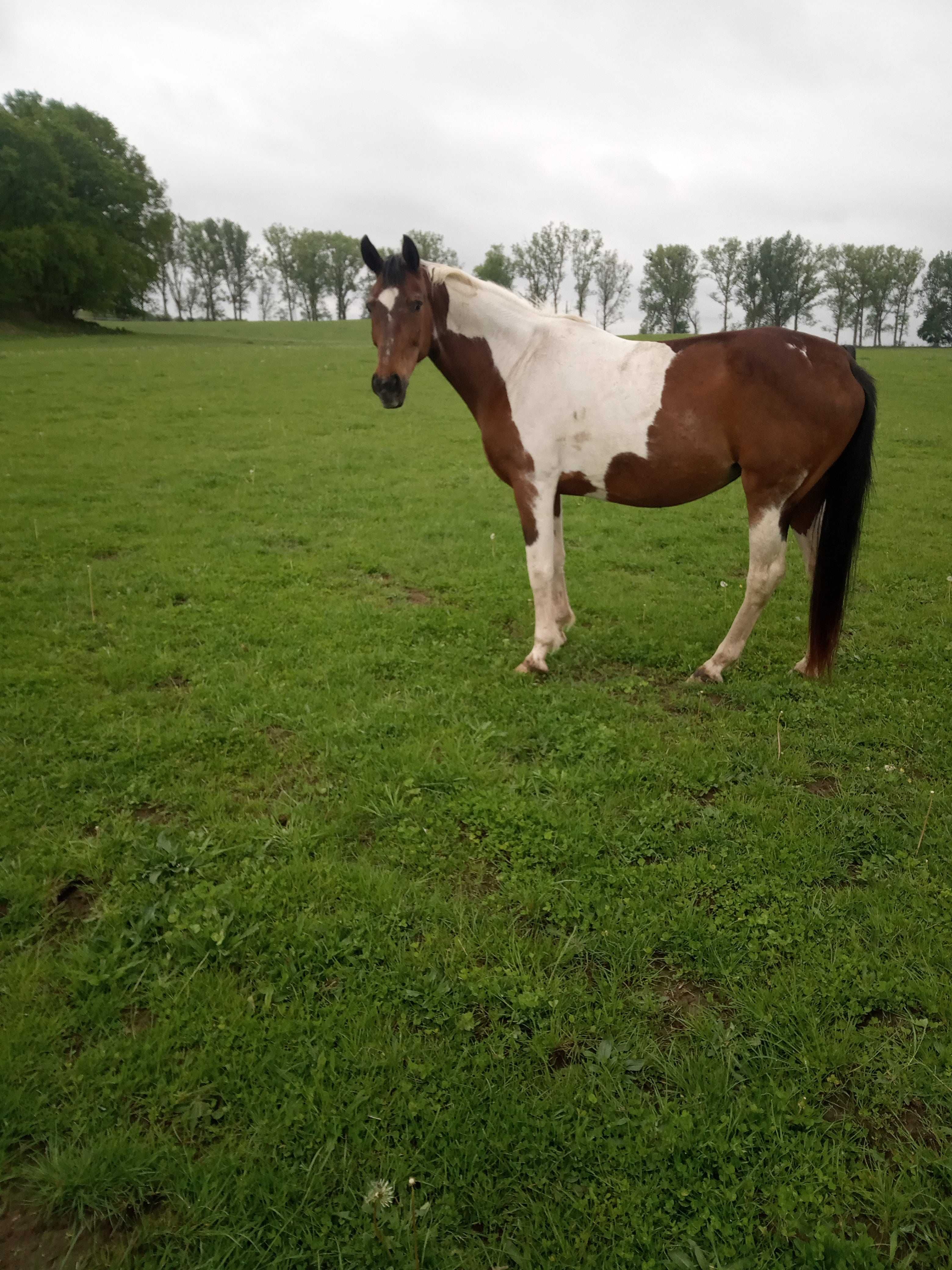 Sprzedam klacze oraz źrebaki