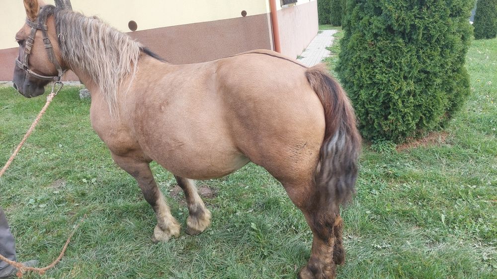 Kobylka zrebna 7 miesięcy