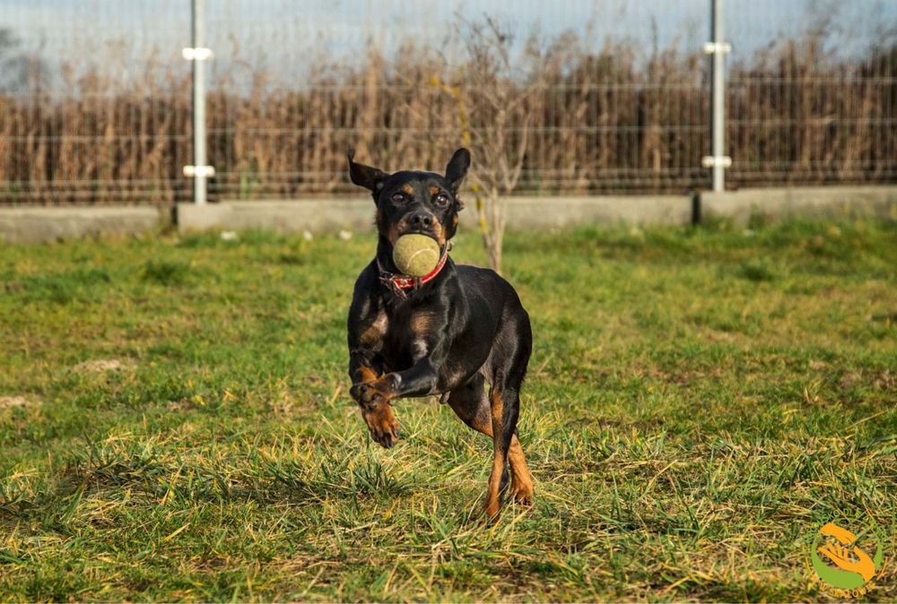 Malaga- piesek w typie psa gończego,tropiącego,łowczego do adopcji