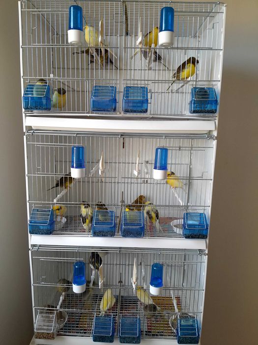 Sprzedam  kanarki glostery,  samce samice  z koroną i bez,  24 r 25 r