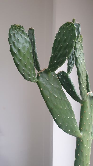 Opuncja wys. - 87 cm, duży okaz