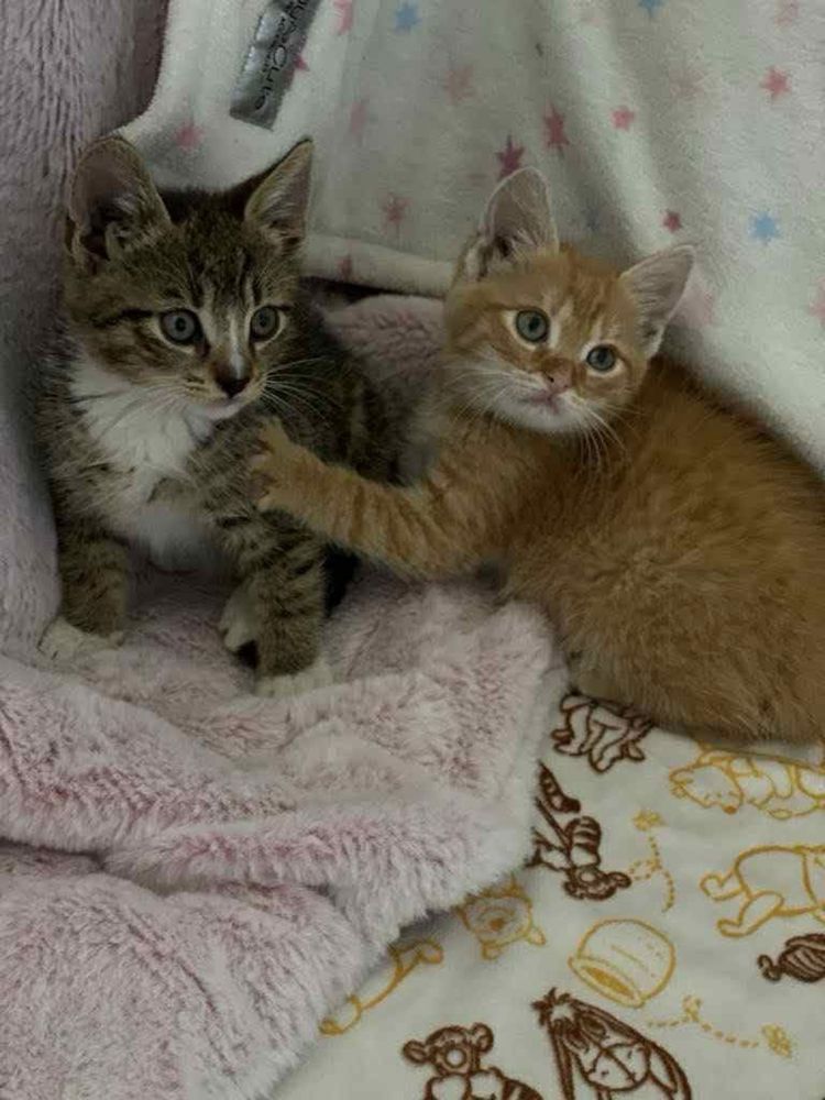Kotek Rumianek do adopcji