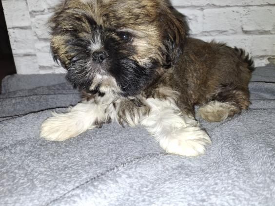 Suczka rasy SHIH TZU