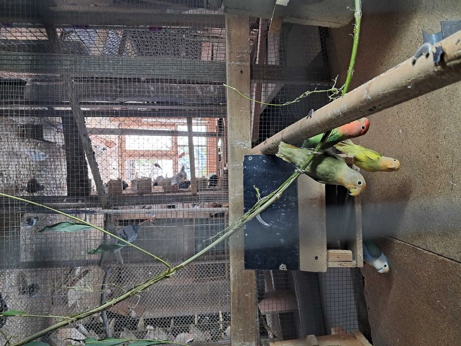 Nierozłączki z tego roku