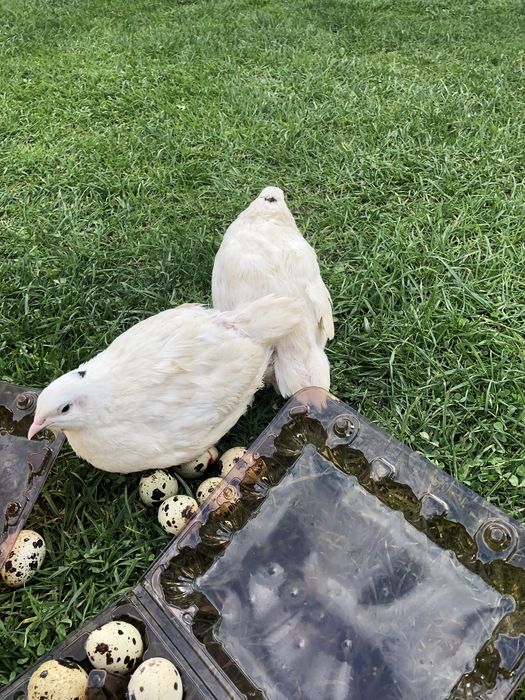 Перепілки,інкубаційне-харчове яйце породи англійська біла,фараон,фенік