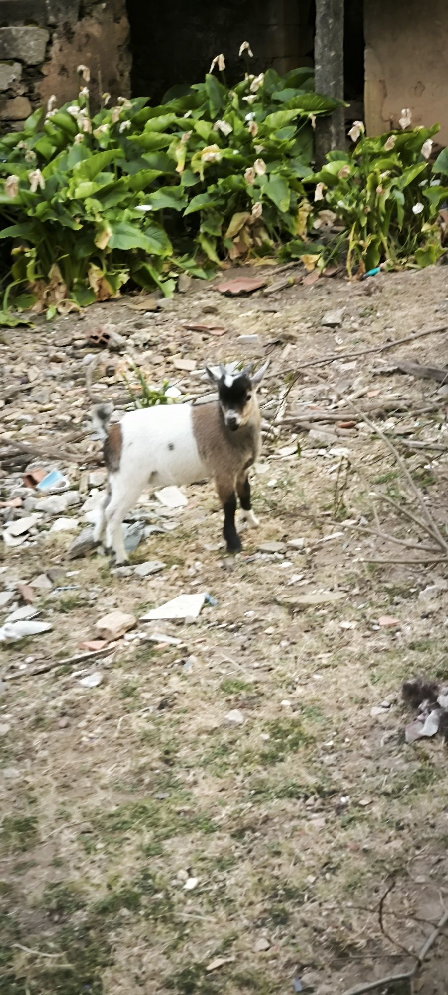 cabras anãs desde 70€