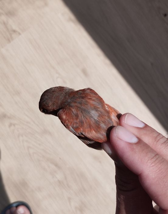 Troco híbridos de Cardinalito jaspes por pintassilgos