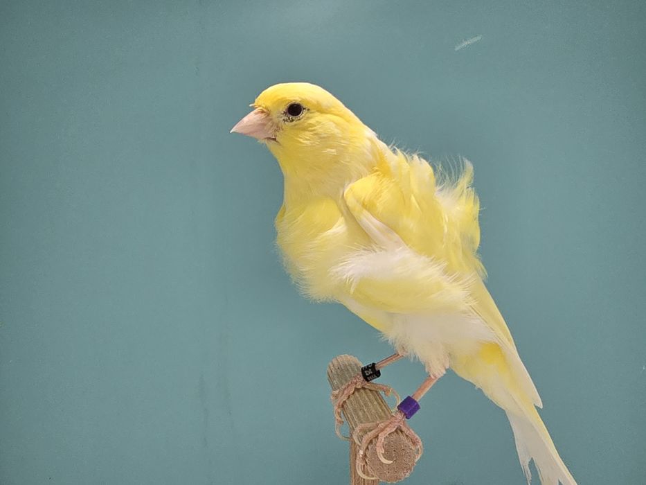 Samiec fiorino 2025 gladki