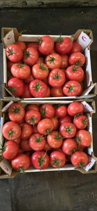 Sok pomidorowy 100%  3L tłoczony naturalny