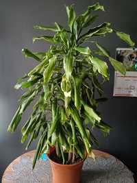 Kwiatek dracena .