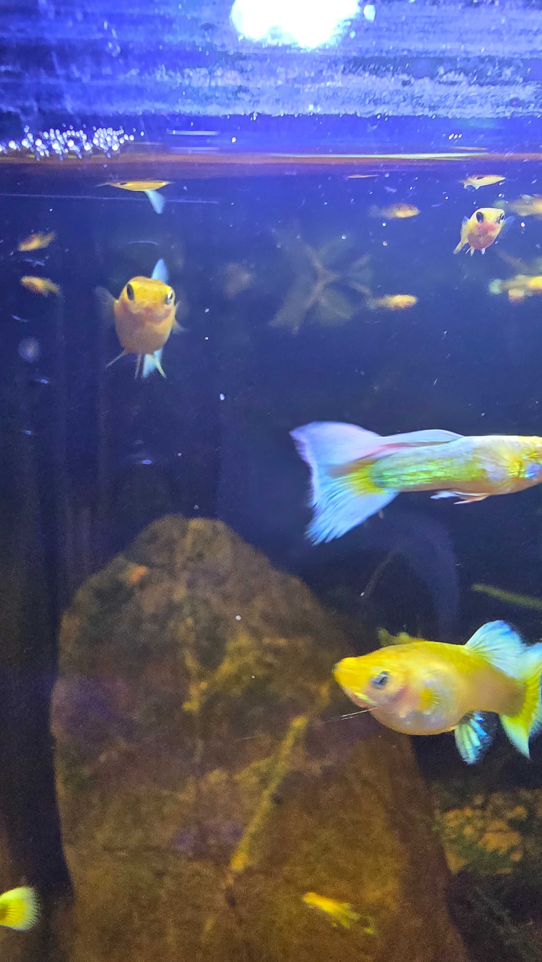 Guppy Full Gold - Puros