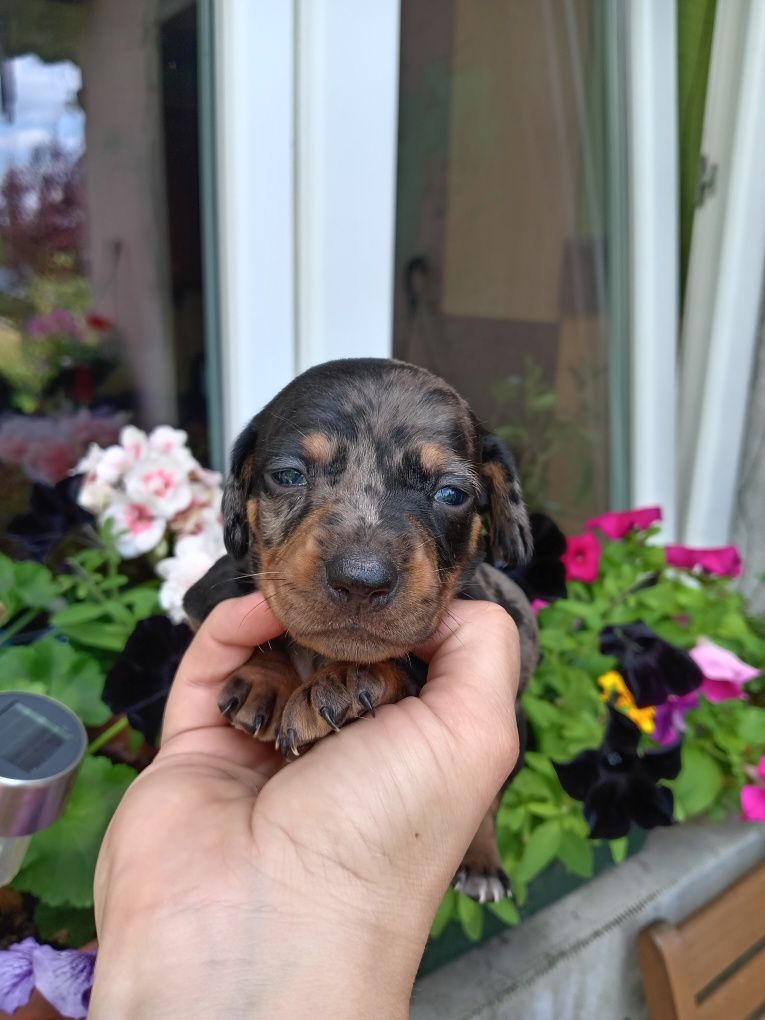 Jamnik miniatura merle