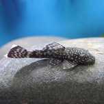 Ancistrus Sortidos