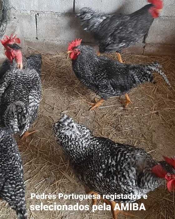 Ovos férteis raça Leghorn