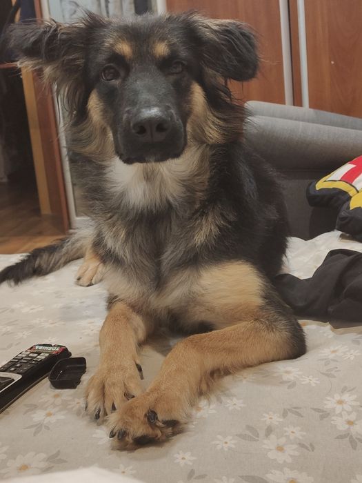 Lili w typie owczarka border collie szuka domu