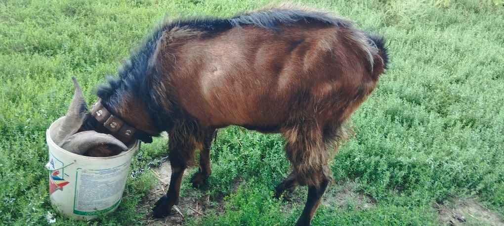 Продається цап породи Нубієць