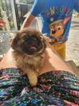 3 Pekineses  2 meses