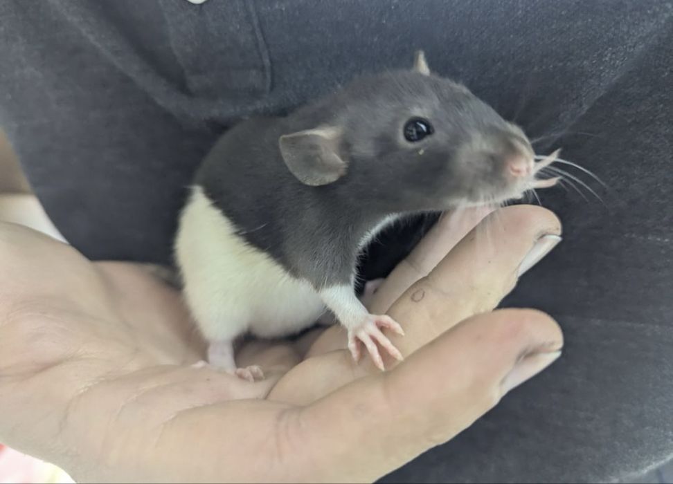 Продам щуриків дівчаток