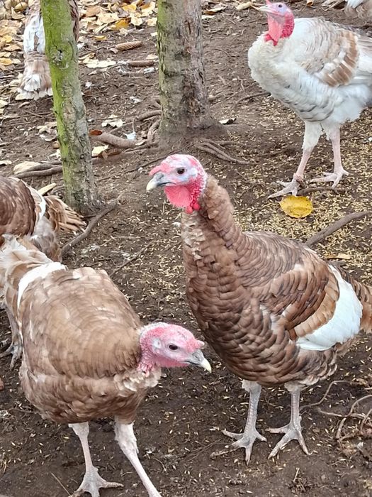 Sprzedam młode indyki