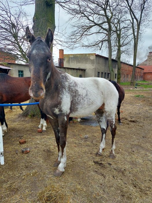 Sprzedam taranta 3.5 roku