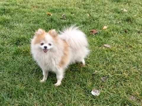 Suczka Szpic Miniaturowy