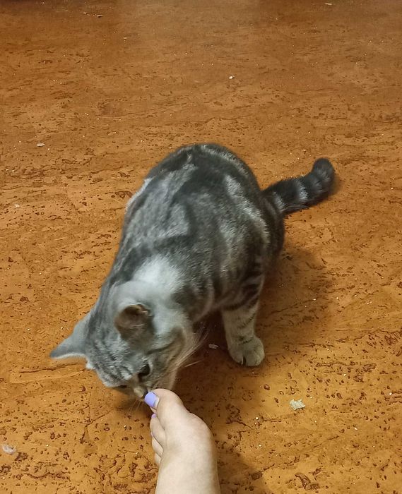 Gato British Shorthair