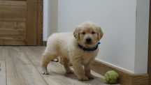 Szczeniak rasy Golden retriever