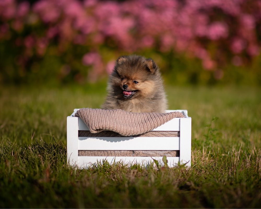 Szpic miniaturowy / pomeranian FCI