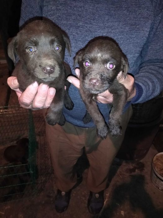 Oddam labladory czekoladowe