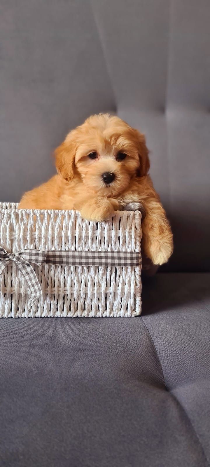 Śliczny piesek Maltipoo