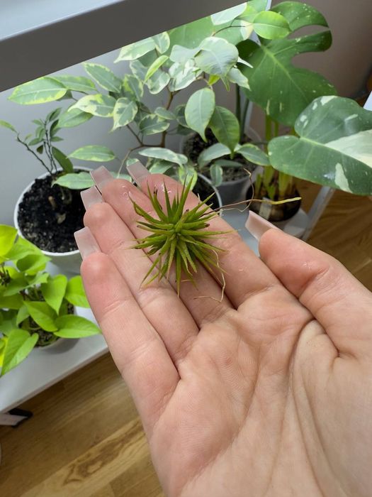 Тілландсія ілнант атмосферна тилландсия рослини вазон