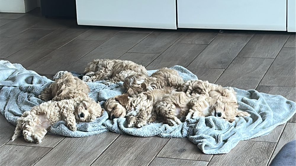 Ostatni piesek maltipoo z naszej domiwej hodowli.