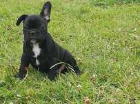 Buldog francuski