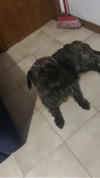 Cão de porte médio para adoção