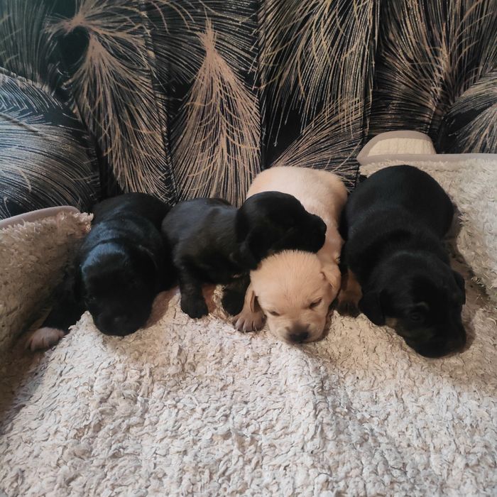 Oddam pieski w dobre ręce