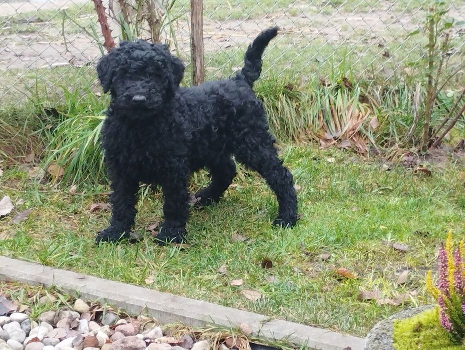 Pudel duży królewski