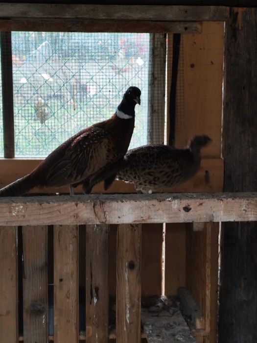 Bażanty ozdobne para