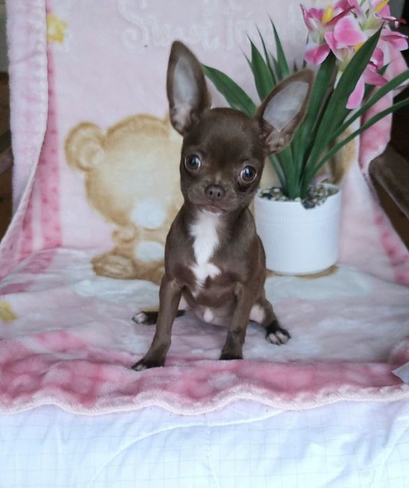 Piesek Czekoladowy Chihuahua!