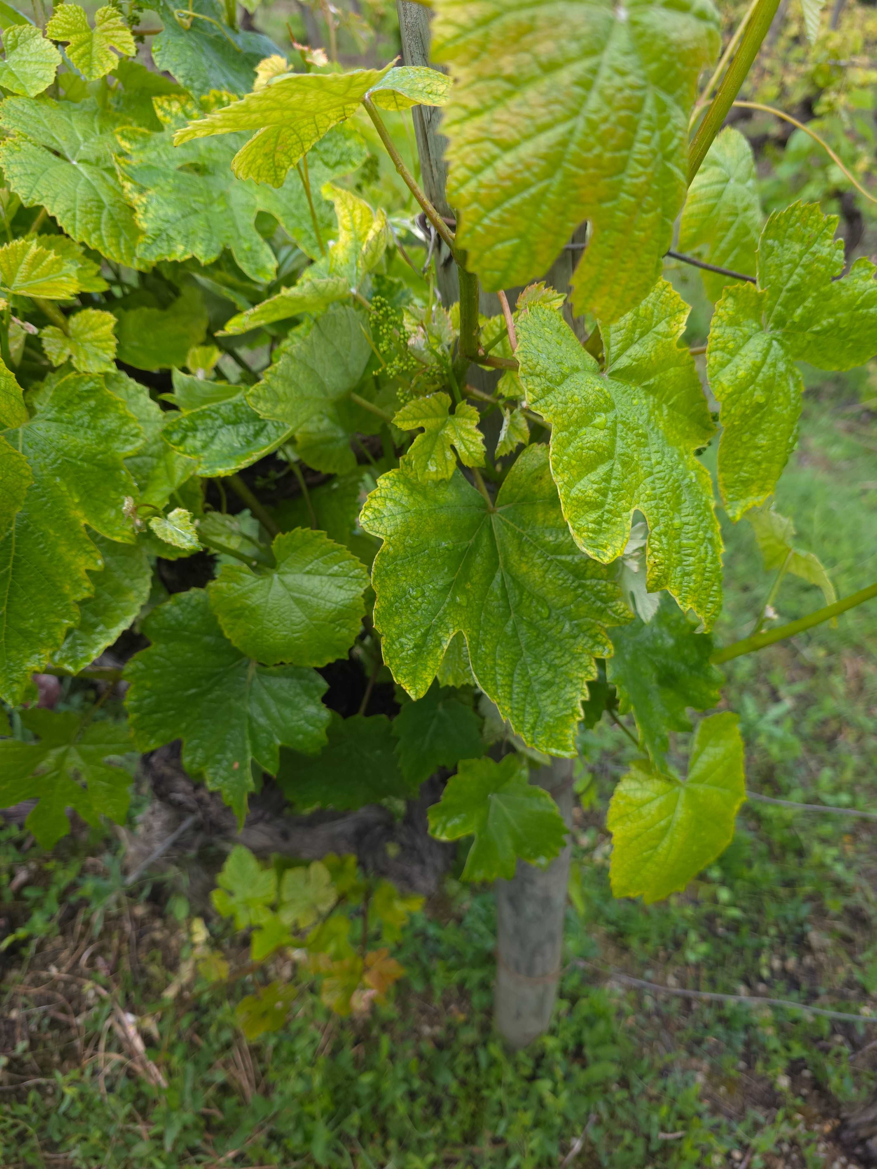 Vinha – Produção Ativa em Torres Novas (Ribatejo)