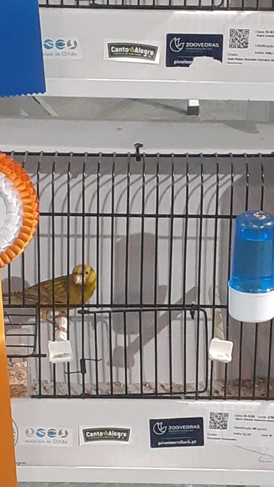 Lote 10 canários Satiné