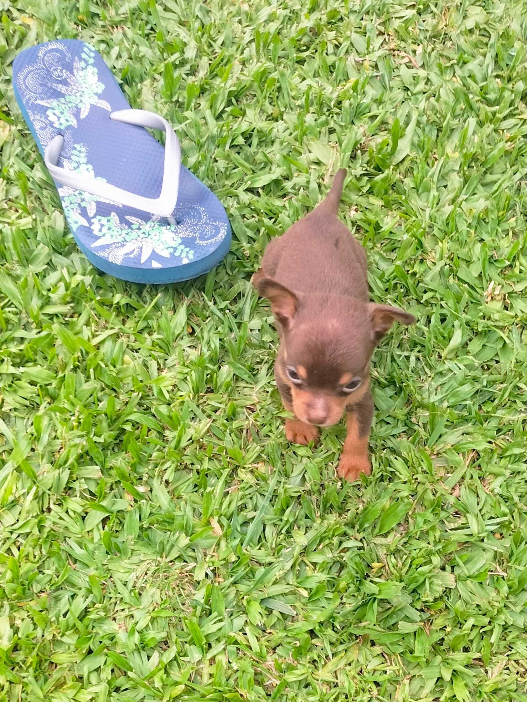 Pinscher chocolate super mini