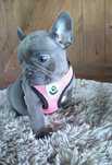 Buldog francuski sunia blue