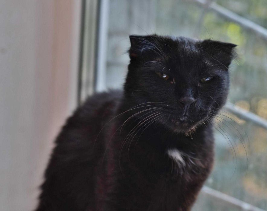 Друге життя  для Аліси