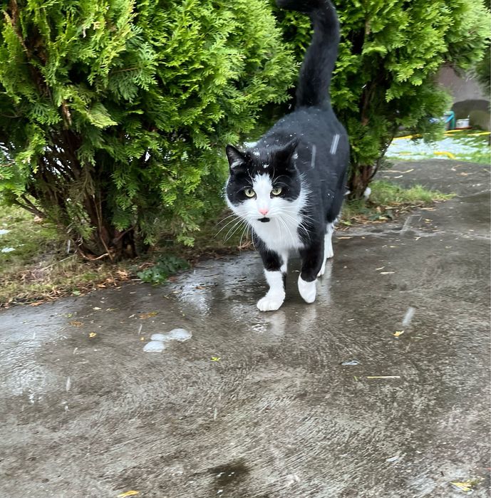 Tulaśny kocurek Pupiś szuka domku