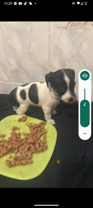 Oddam pieska w dobre ręce