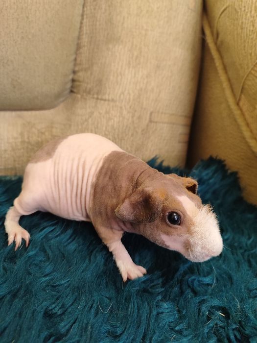 Чарівний хлопчик скінні мурчак