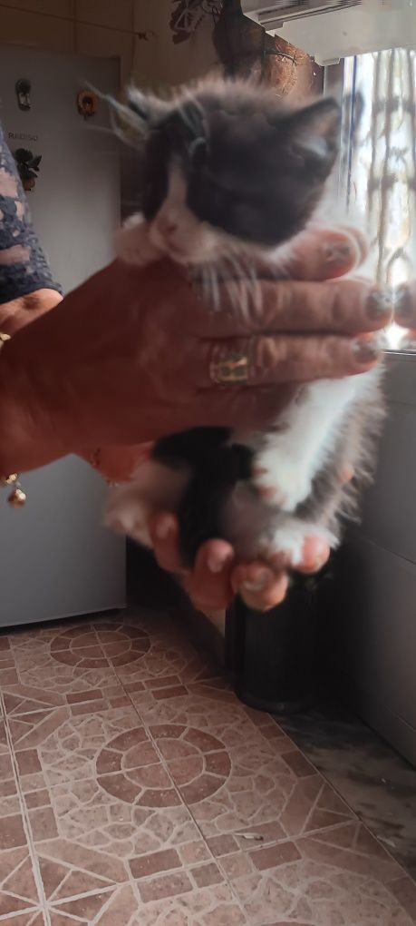 Gatos para adopção