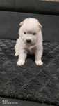 Szczenięta samoyed z rodowodem