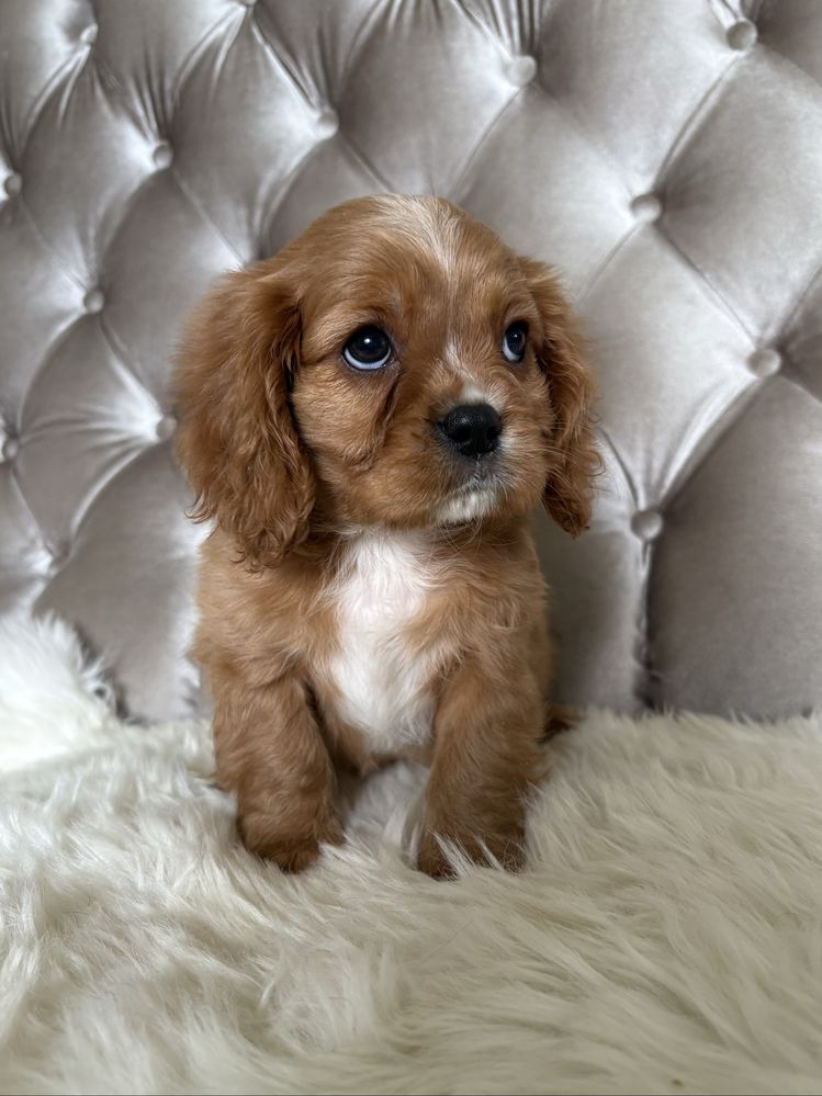 Piesek Cavalier King Charles Spaniel