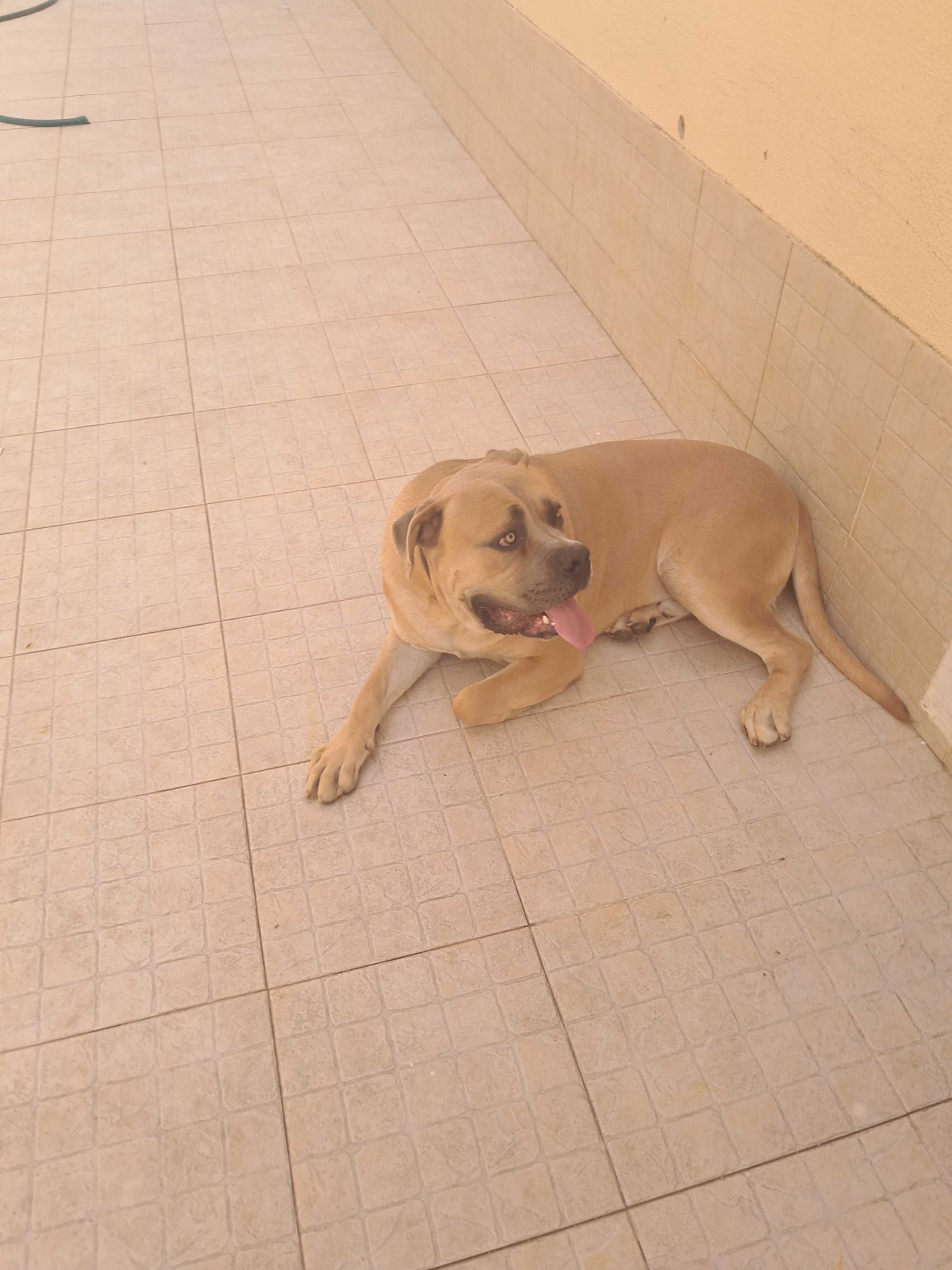 Grátis para adopção